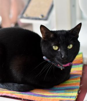 Selma Domestic Short Hair Cat