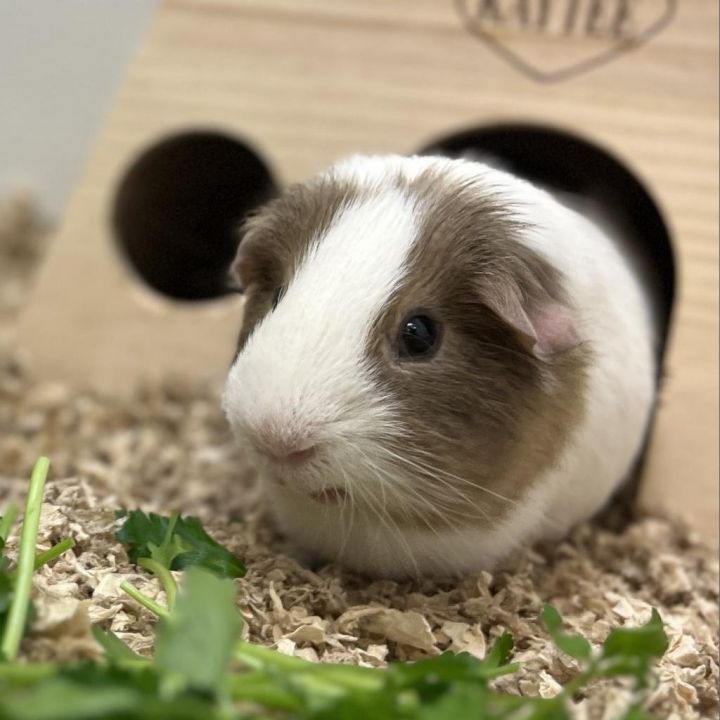 Can guinea hotsell pigs have zucchini