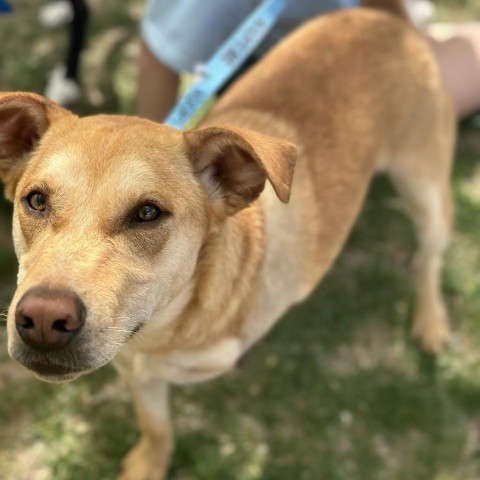 Peanut, an adoptable Cattle Dog, Yellow Labrador Retriever in Grand Junction, CO, 81505 | Photo Image 1
