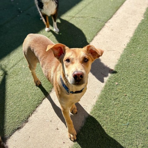 Peanut, an adoptable Cattle Dog, Yellow Labrador Retriever in Grand Junction, CO, 81505 | Photo Image 2