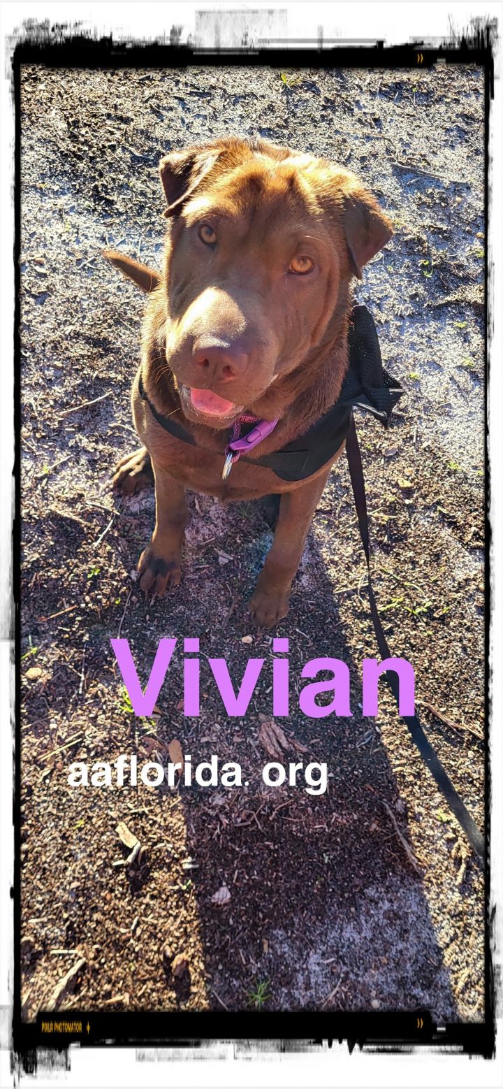Vivian 3