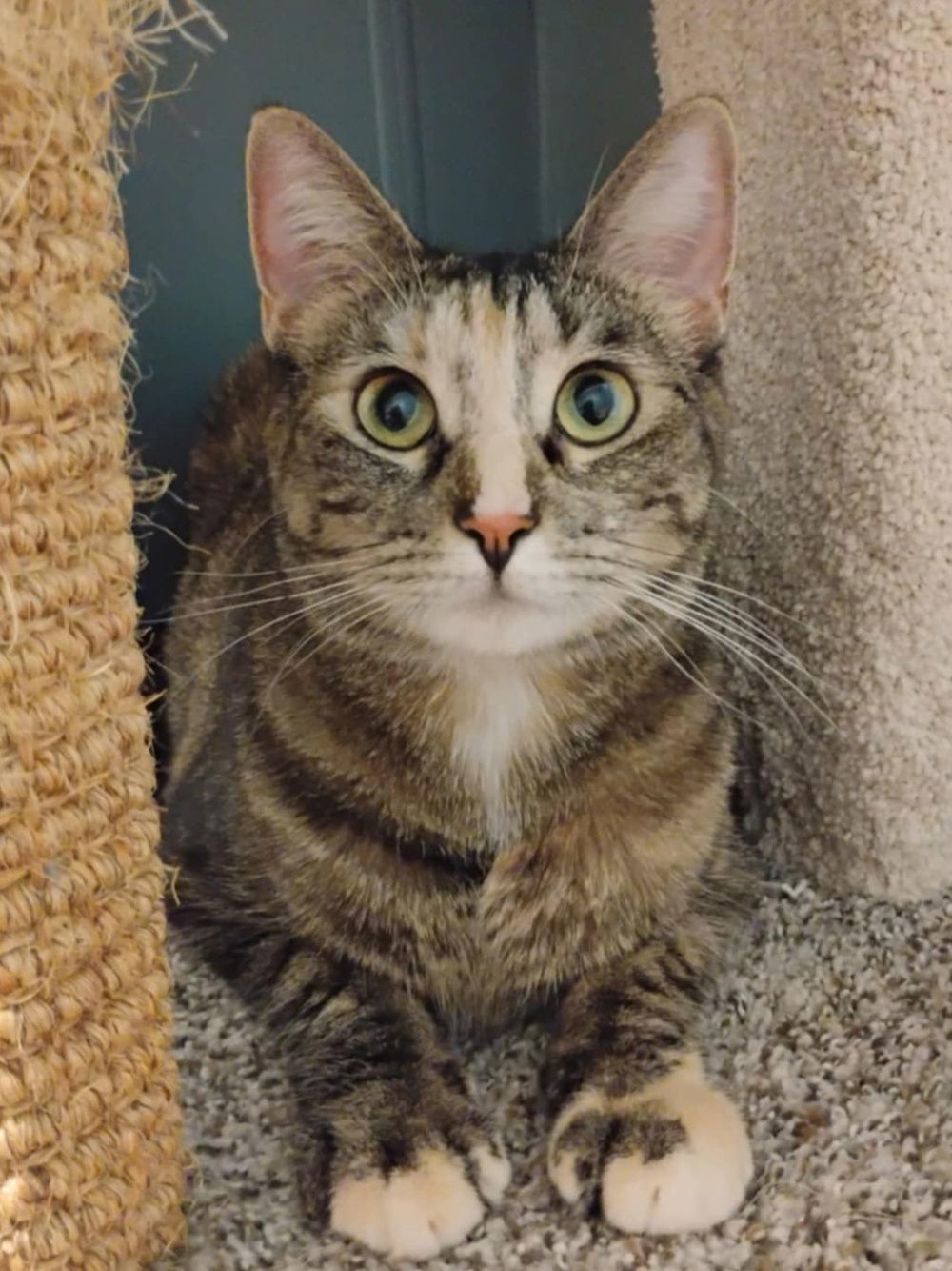 Ember, an adoptable Domestic Short Hair, Calico in South Saint Paul, MN, 55076 | Photo Image 1