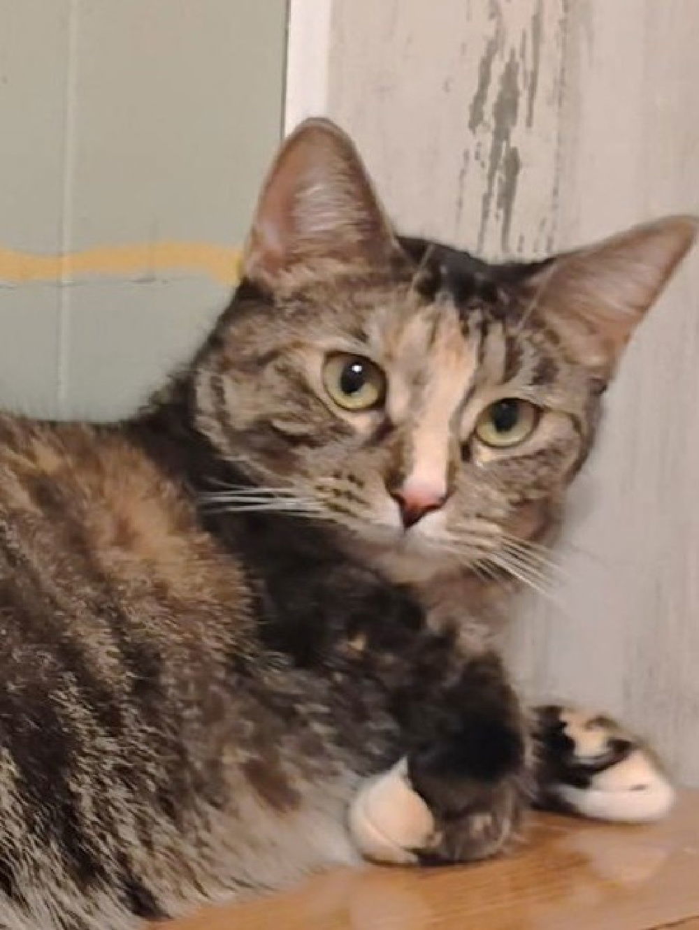 Ember, an adoptable Domestic Short Hair, Calico in South Saint Paul, MN, 55076 | Photo Image 2