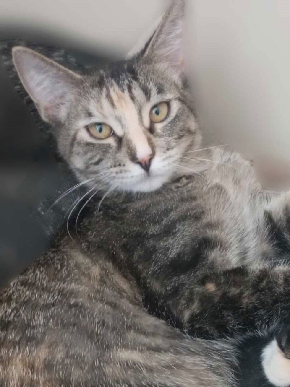 Ember, an adoptable Domestic Short Hair, Calico in South Saint Paul, MN, 55076 | Photo Image 3