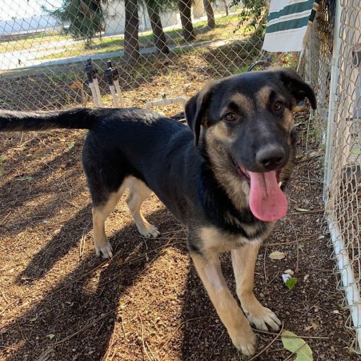 Dog for adoption - Greta, an Anatolian Shepherd Mix in Ontario, CA ...