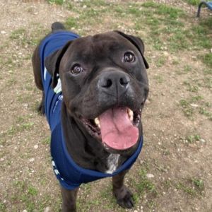Humperdink is 86 lbs of pure goofball he is a sweet boy who knows how to have a good time