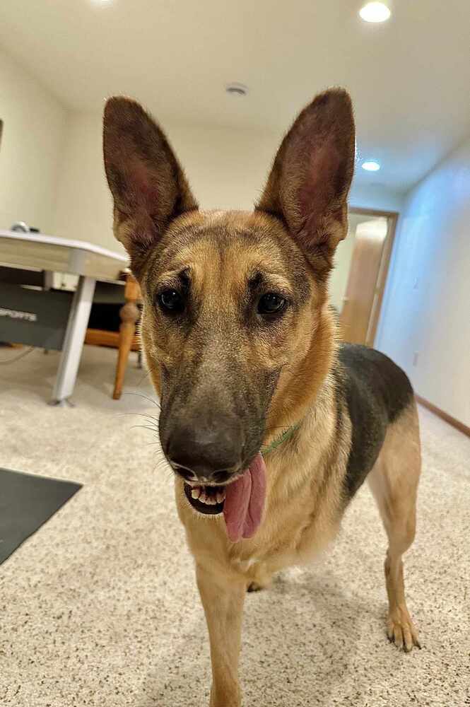 Bowie, an adoptable German Shepherd Dog in Fredonia, WI, 53021 | Photo Image 4