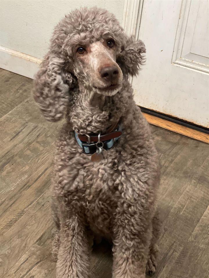 Carolina poodle rescue hot sale petfinder