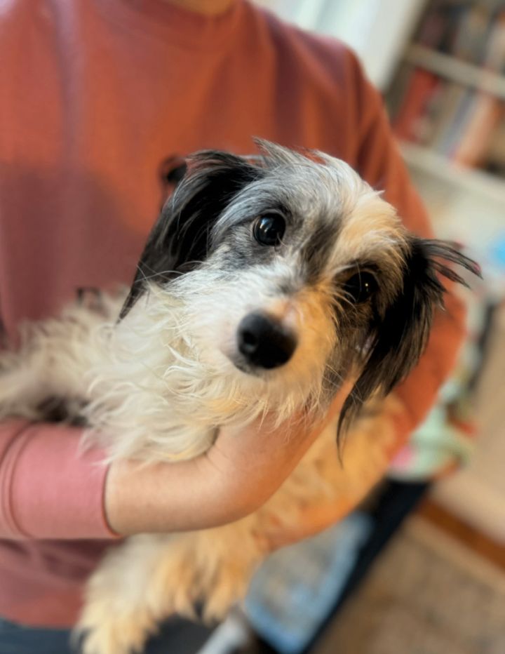 Maltese and australian shepherd hot sale mix