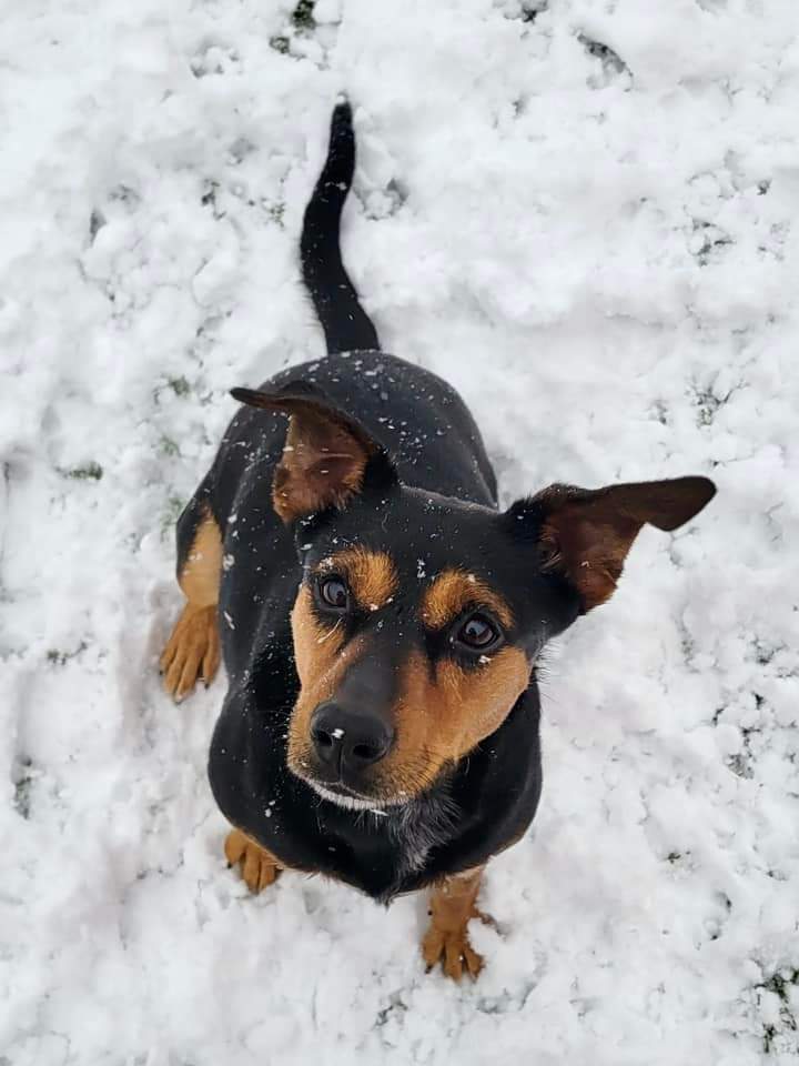 Penny, an adoptable Labrador Retriever in Wausau, WI, 54401 | Photo Image 1
