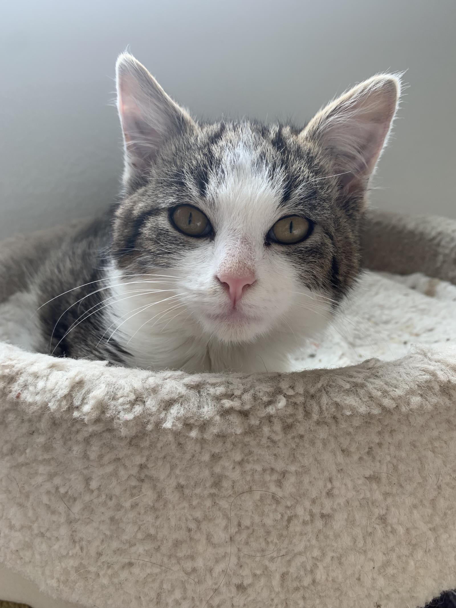 Courage, an adoptable Domestic Short Hair in Lincoln, CA, 95648 | Photo Image 4