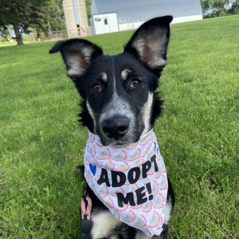 Joni Mitchell, an adoptable German Shepherd Dog, Shepherd in Ruthton, MN, 56170 | Photo Image 2