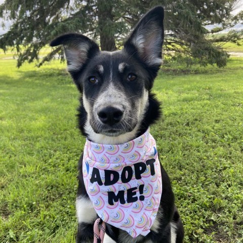 Joni Mitchell, an adoptable German Shepherd Dog, Shepherd in Ruthton, MN, 56170 | Photo Image 3