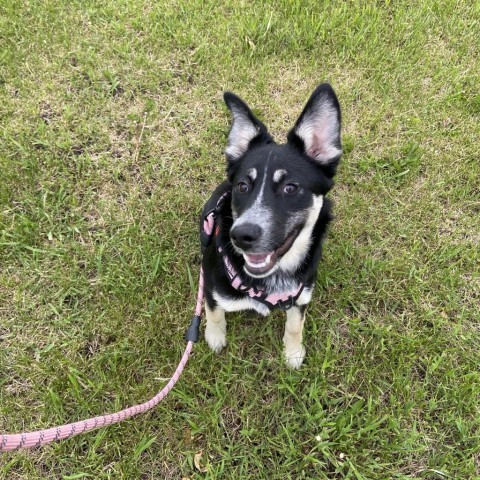 Joni Mitchell, an adoptable German Shepherd Dog, Shepherd in Ruthton, MN, 56170 | Photo Image 4