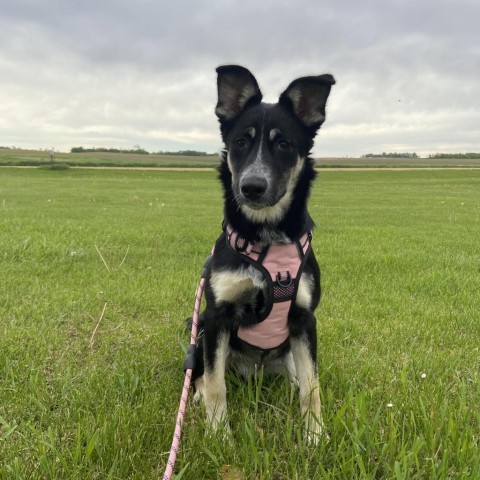 Joni Mitchell, an adoptable German Shepherd Dog, Shepherd in Ruthton, MN, 56170 | Photo Image 5