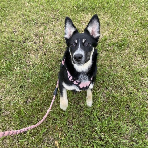 Joni Mitchell, an adoptable German Shepherd Dog, Shepherd in Ruthton, MN, 56170 | Photo Image 6