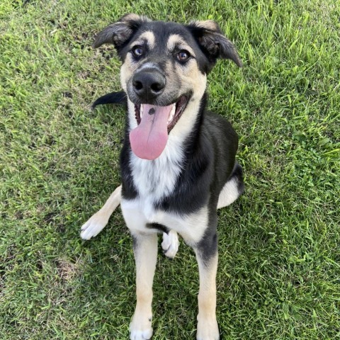 David Crosby, an adoptable German Shepherd Dog, Shepherd in Ruthton, MN, 56170 | Photo Image 1