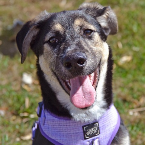 David Crosby, an adoptable German Shepherd Dog, Shepherd in Ruthton, MN, 56170 | Photo Image 2
