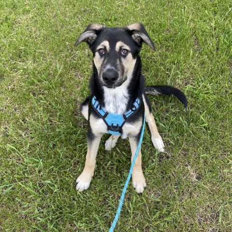 David Crosby, an adoptable German Shepherd Dog, Shepherd in Ruthton, MN, 56170 | Photo Image 2