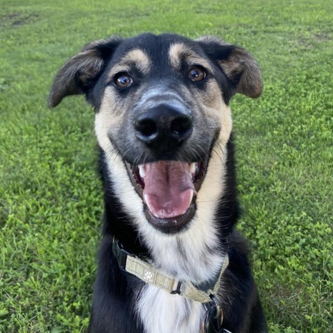 David Crosby, an adoptable German Shepherd Dog, Shepherd in Ruthton, MN, 56170 | Photo Image 3