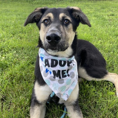 David Crosby, an adoptable German Shepherd Dog, Shepherd in Ruthton, MN, 56170 | Photo Image 4