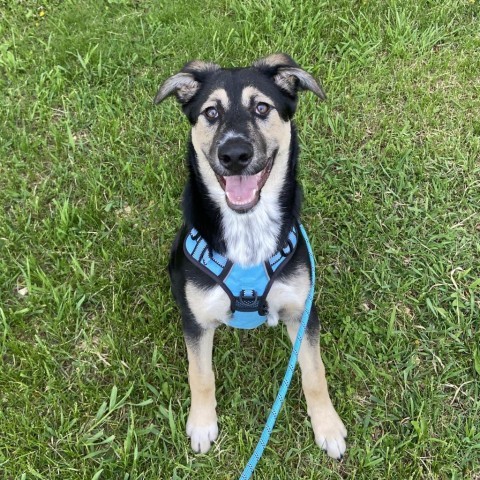 David Crosby, an adoptable German Shepherd Dog, Shepherd in Ruthton, MN, 56170 | Photo Image 5