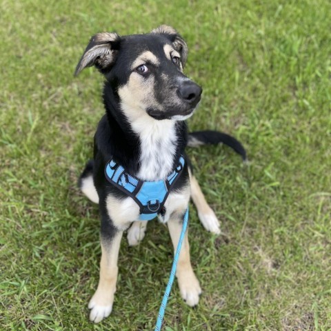 David Crosby, an adoptable German Shepherd Dog, Shepherd in Ruthton, MN, 56170 | Photo Image 6