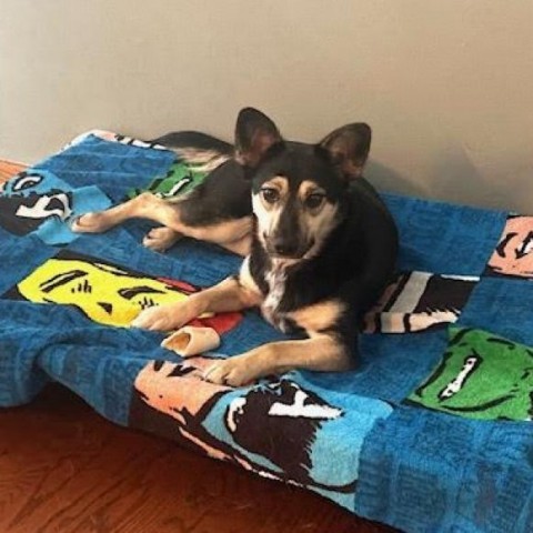 Laurel, an adoptable Cattle Dog, Shepherd in Spirit Lake, IA, 51360 | Photo Image 1