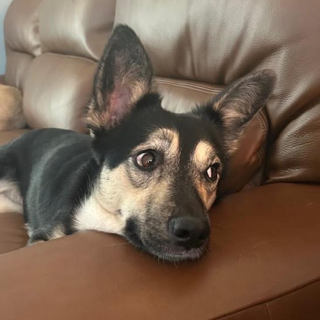 Laurel, an adoptable Cattle Dog, Shepherd in Spirit Lake, IA, 51360 | Photo Image 1