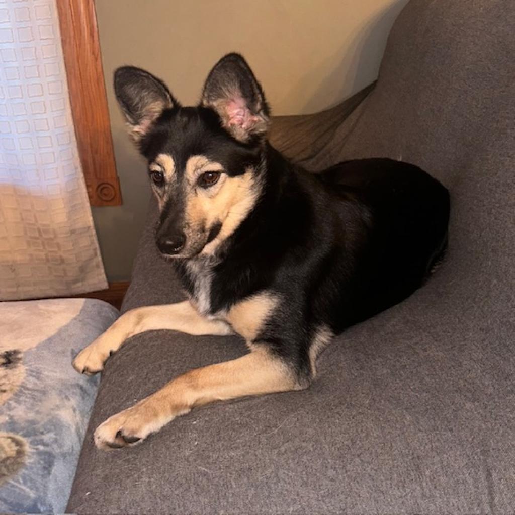 Laurel, an adoptable Cattle Dog, Shepherd in Spirit Lake, IA, 51360 | Photo Image 1