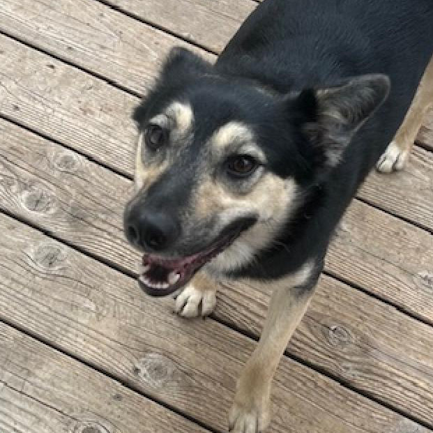 Laurel, an adoptable Cattle Dog, Shepherd in Spirit Lake, IA, 51360 | Photo Image 1