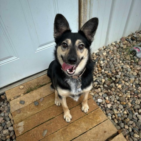 Laurel, an adoptable Cattle Dog, Shepherd in Vermillion, SD, 57069 | Photo Image 2