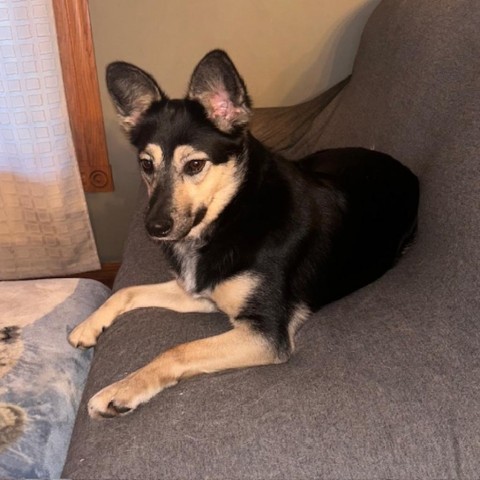 Laurel, an adoptable Cattle Dog, Shepherd in Spirit Lake, IA, 51360 | Photo Image 2