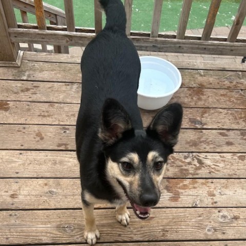 Laurel, an adoptable Cattle Dog, Shepherd in Spirit Lake, IA, 51360 | Photo Image 2