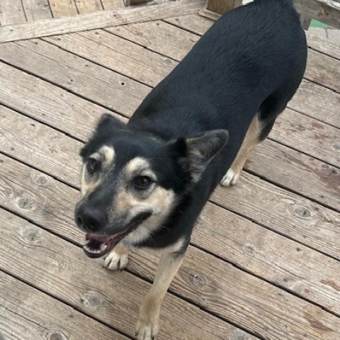 Laurel, an adoptable Cattle Dog, Shepherd in Spirit Lake, IA, 51360 | Photo Image 2