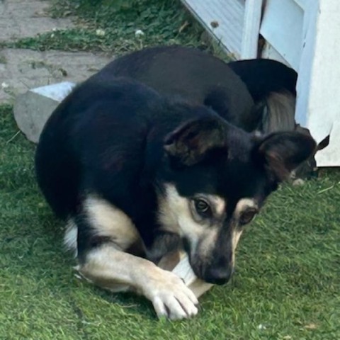 Laurel, an adoptable Cattle Dog, Shepherd in Spirit Lake, IA, 51360 | Photo Image 2