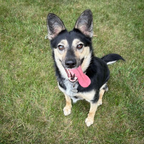 Laurel, an adoptable Cattle Dog, Shepherd in Vermillion, SD, 57069 | Photo Image 3