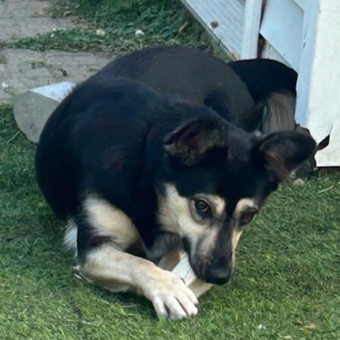 Laurel, an adoptable Cattle Dog, Shepherd in Spirit Lake, IA, 51360 | Photo Image 3