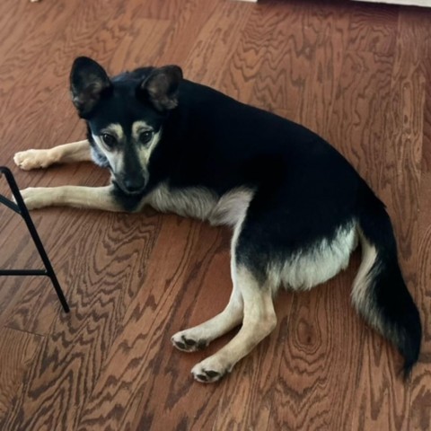 Laurel, an adoptable Cattle Dog, Shepherd in Vermillion, SD, 57069 | Photo Image 4