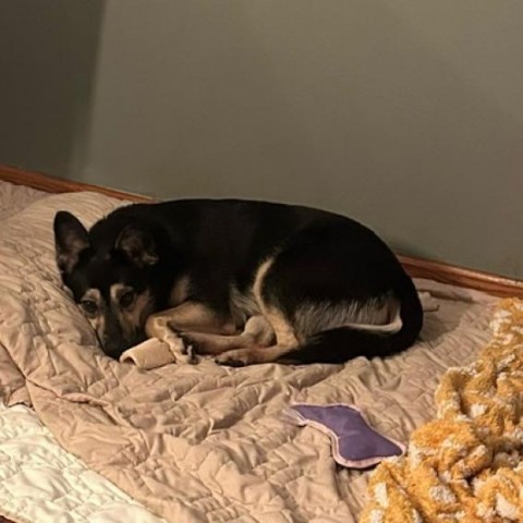 Laurel, an adoptable Cattle Dog, Shepherd in Spirit Lake, IA, 51360 | Photo Image 5