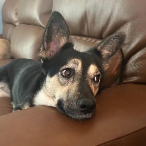 Laurel, an adoptable Cattle Dog, Shepherd in Spirit Lake, IA, 51360 | Photo Image 5