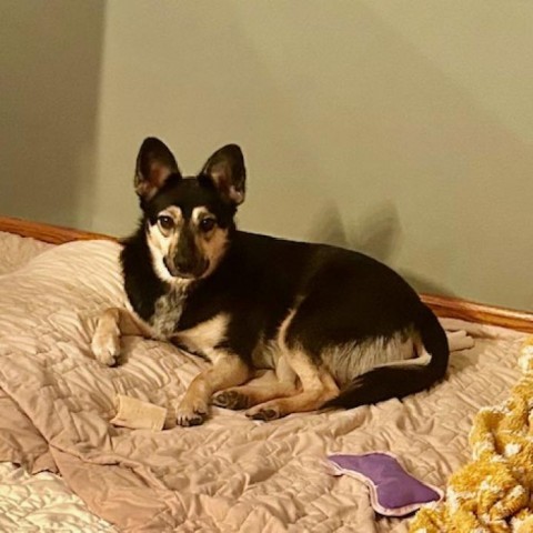 Laurel, an adoptable Cattle Dog, Shepherd in Spirit Lake, IA, 51360 | Photo Image 6