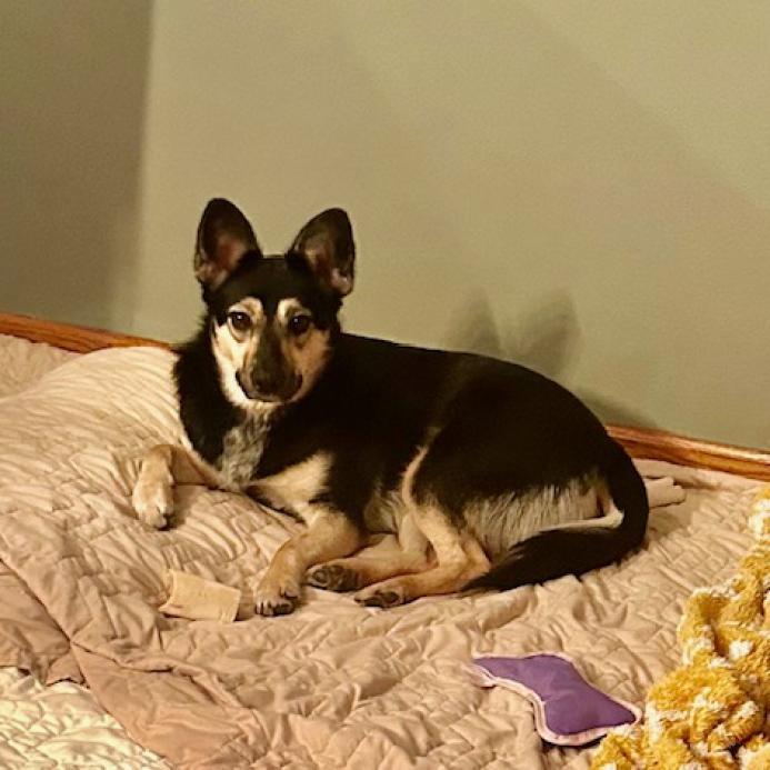 Laurel, an adoptable Cattle Dog, Shepherd in Spirit Lake, IA, 51360 | Photo Image 6