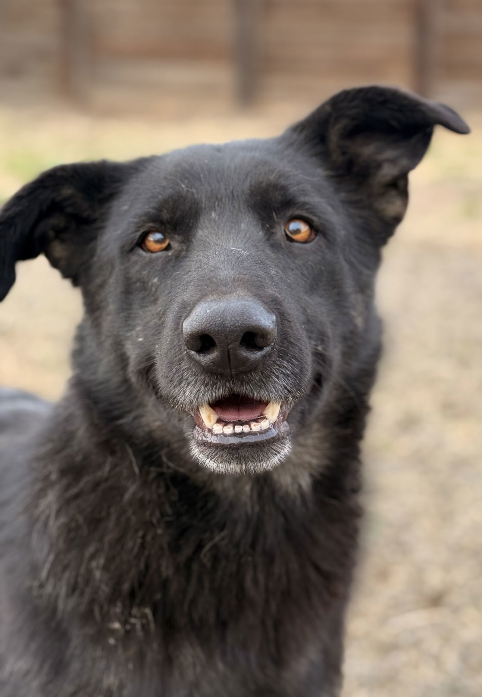 Rosie, an adoptable German Shepherd Dog in Yreka, CA, 96097 | Photo Image 1