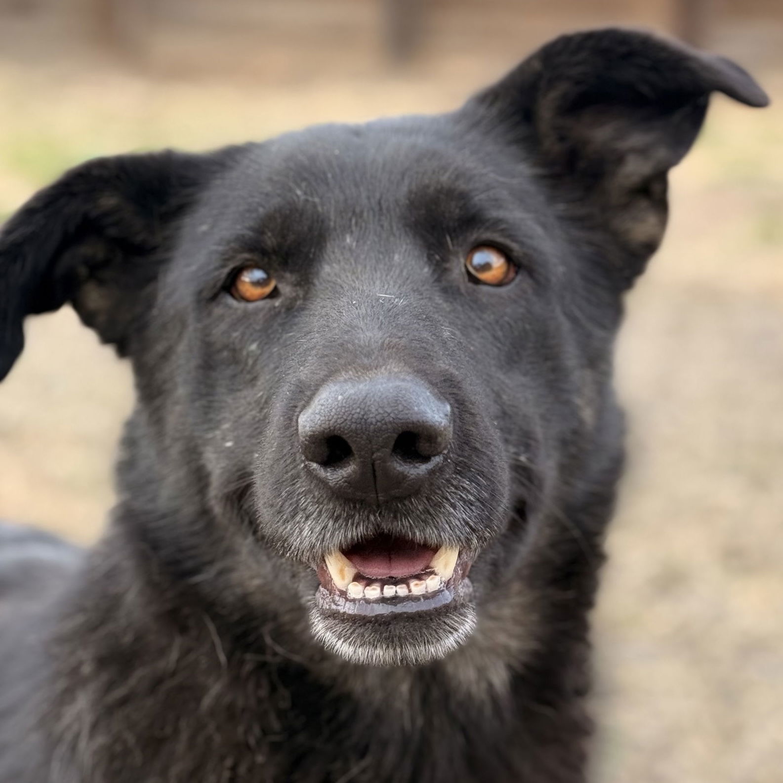 Rosie, an adoptable German Shepherd Dog, Australian Kelpie in Yreka, CA, 96097 | Photo Image 1