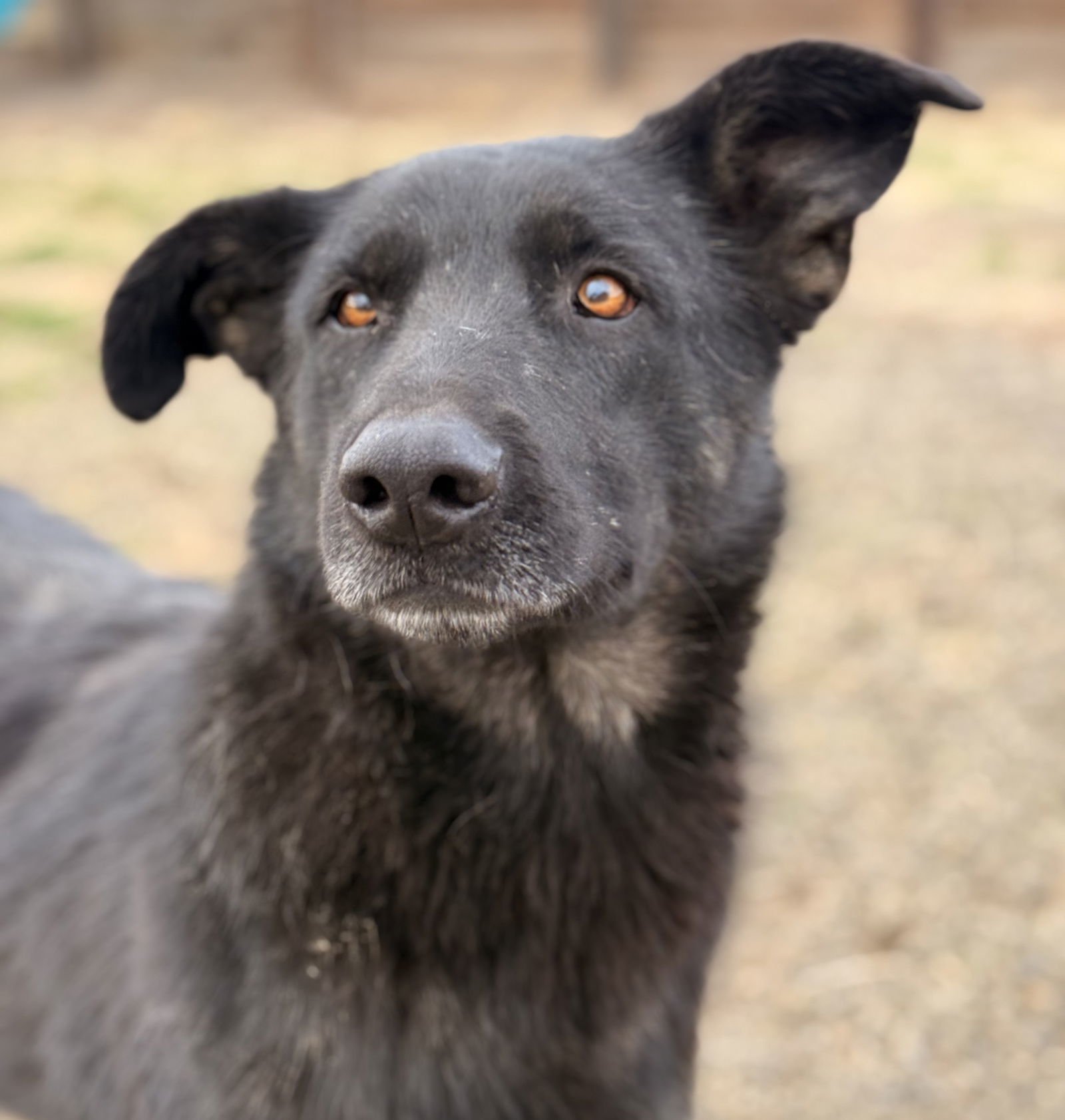 Rosie, an adoptable German Shepherd Dog, Australian Kelpie in Yreka, CA, 96097 | Photo Image 2