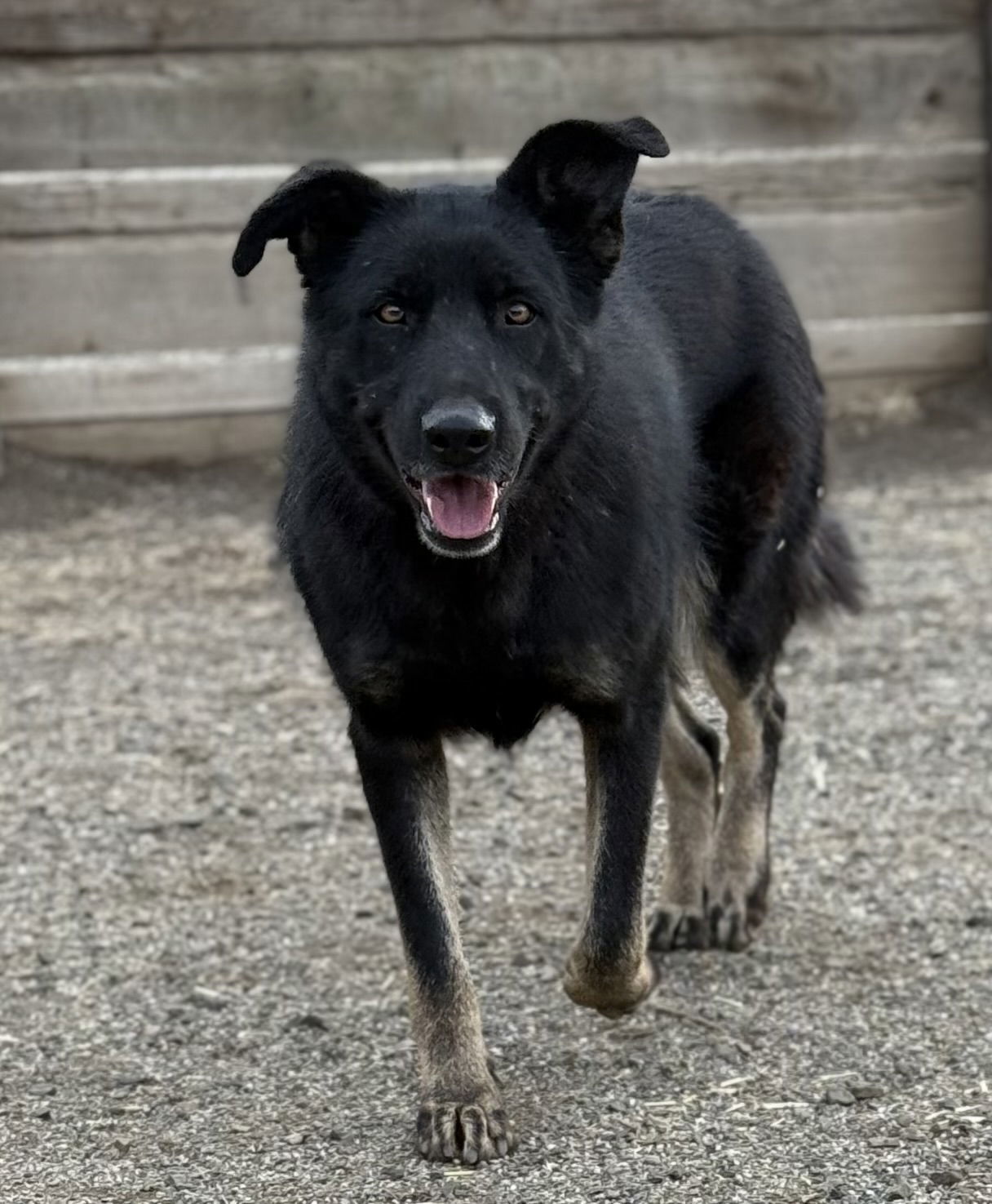 Rosie, an adoptable German Shepherd Dog, Australian Kelpie in Yreka, CA, 96097 | Photo Image 3