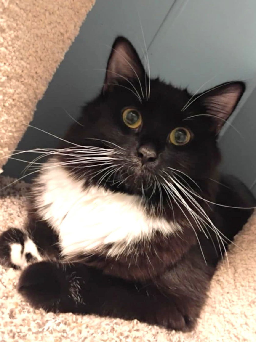 Sky, an adoptable Domestic Long Hair, Tuxedo in South Saint Paul, MN, 55076 | Photo Image 1