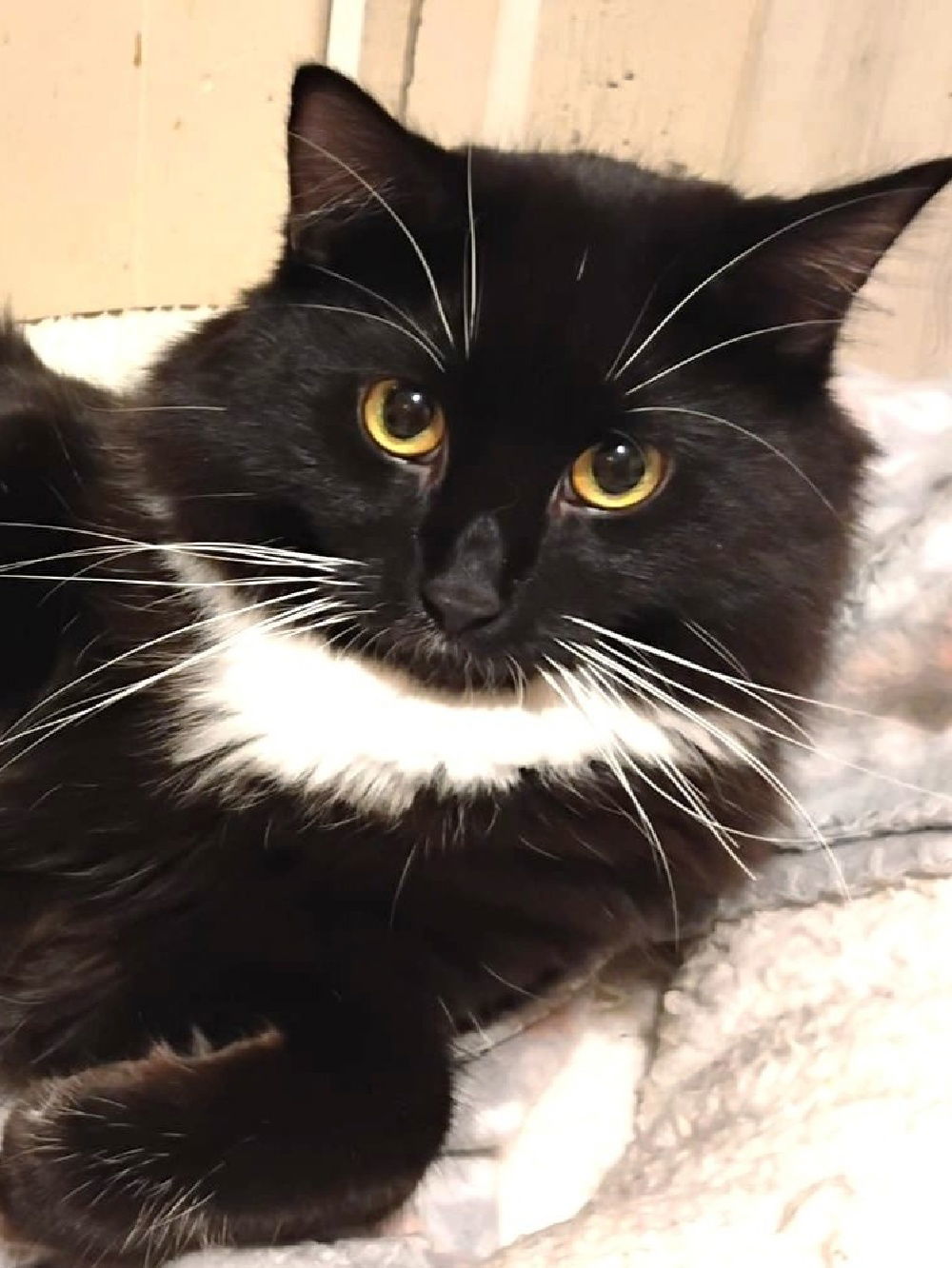 Sky, an adoptable Domestic Long Hair, Tuxedo in South Saint Paul, MN, 55076 | Photo Image 2