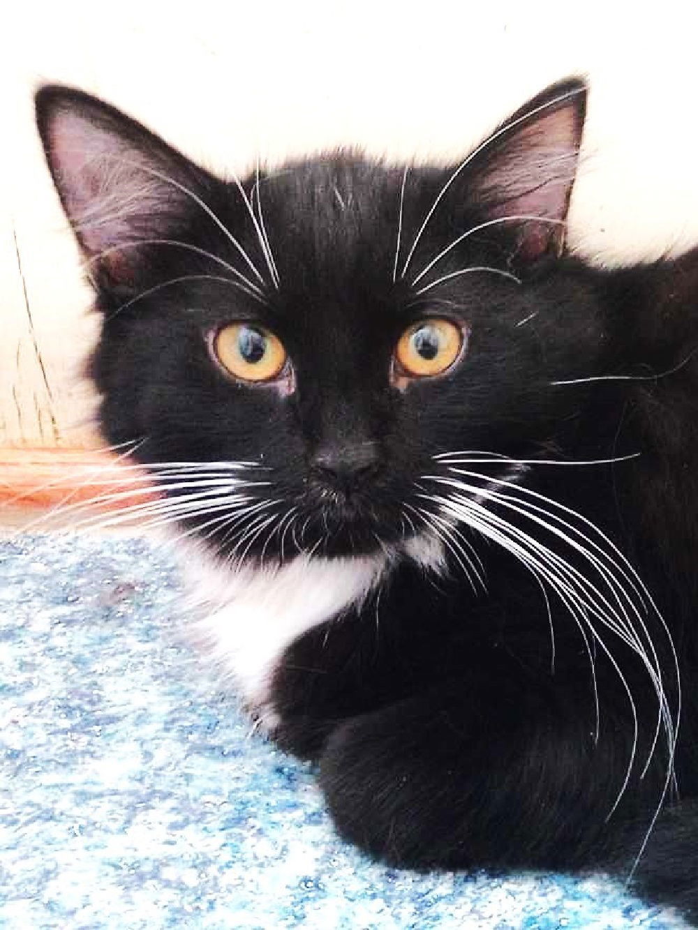 Sky, an adoptable Domestic Long Hair, Tuxedo in South Saint Paul, MN, 55076 | Photo Image 3